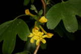 Ribes odoratum RCP4-07 129.jpg